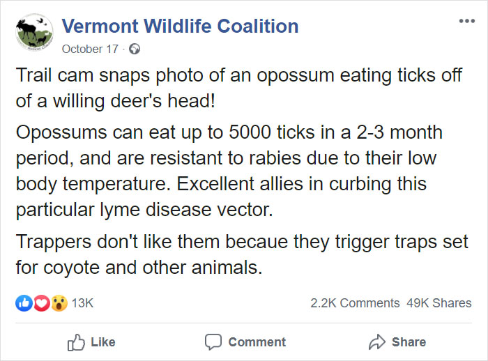 Trail Cam Accidentally Captured The Moment An Opossum Helped A Deer By Picking Ticks Off Its Face