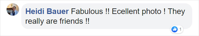 Trail Cam Accidentally Captured The Moment An Opossum Helped A Deer By Picking Ticks Off Its Face