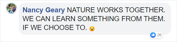 Trail Cam Accidentally Captured The Moment An Opossum Helped A Deer By Picking Ticks Off Its Face