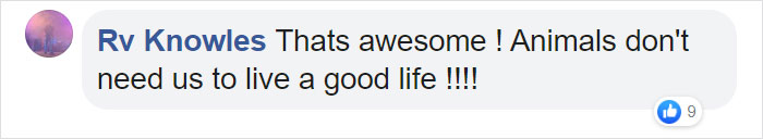 Trail Cam Accidentally Captured The Moment An Opossum Helped A Deer By Picking Ticks Off Its Face