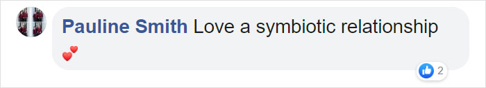 Trail Cam Accidentally Captured The Moment An Opossum Helped A Deer By Picking Ticks Off Its Face