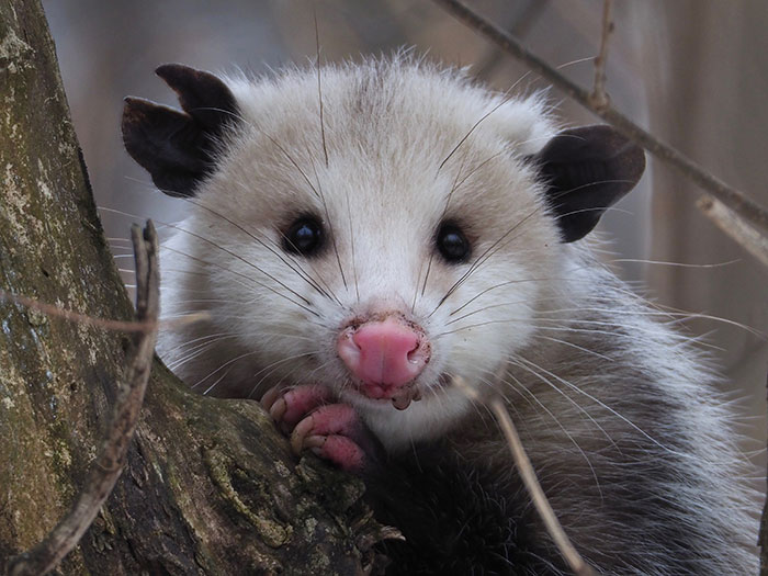 Trail Cam Accidentally Captured The Moment An Opossum Helped A Deer By Picking Ticks Off Its Face