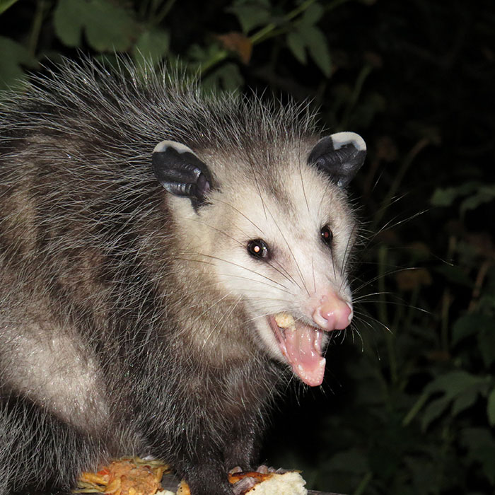Trail Cam Accidentally Captured The Moment An Opossum Helped A Deer By Picking Ticks Off Its Face