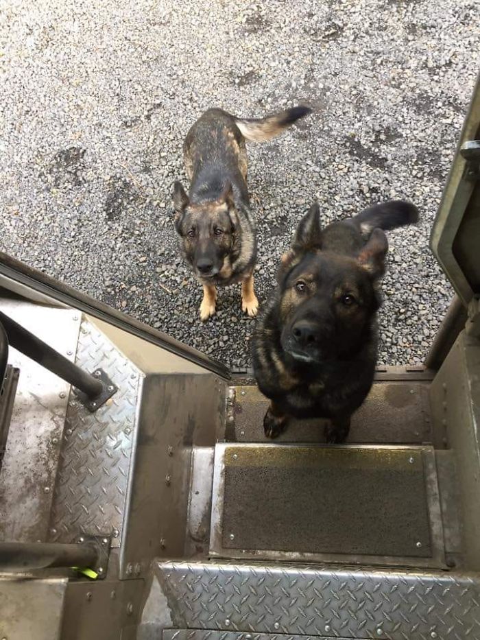 UPS-Drivers-Meets-Animals-Dogs