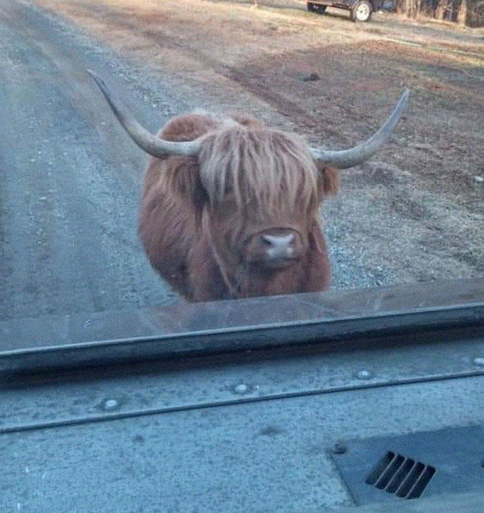 UPS-Drivers-Meets-Animals-Dogs