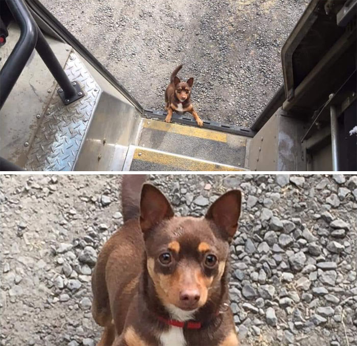 UPS-Drivers-Meets-Animals-Dogs