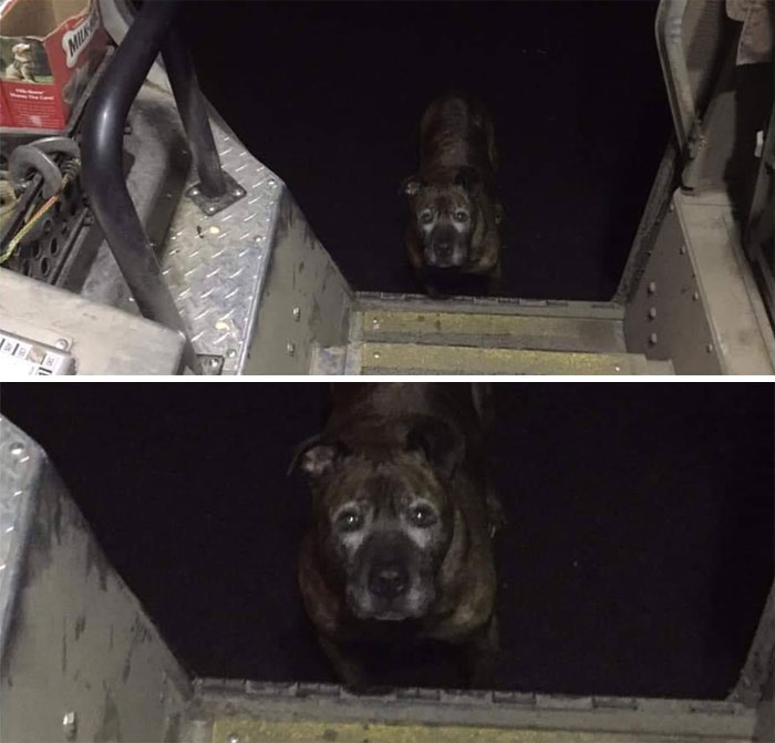 UPS-Drivers-Meets-Animals-Dogs