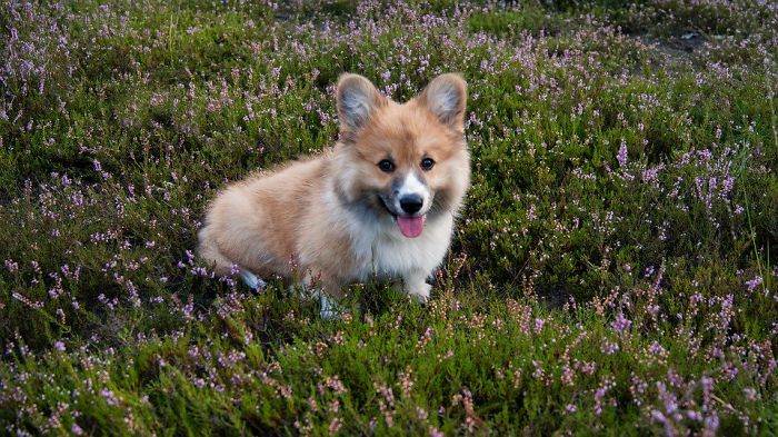 In Welsh Folklore, Corgis Were The Preferred Method Of Transportation For Fairies
