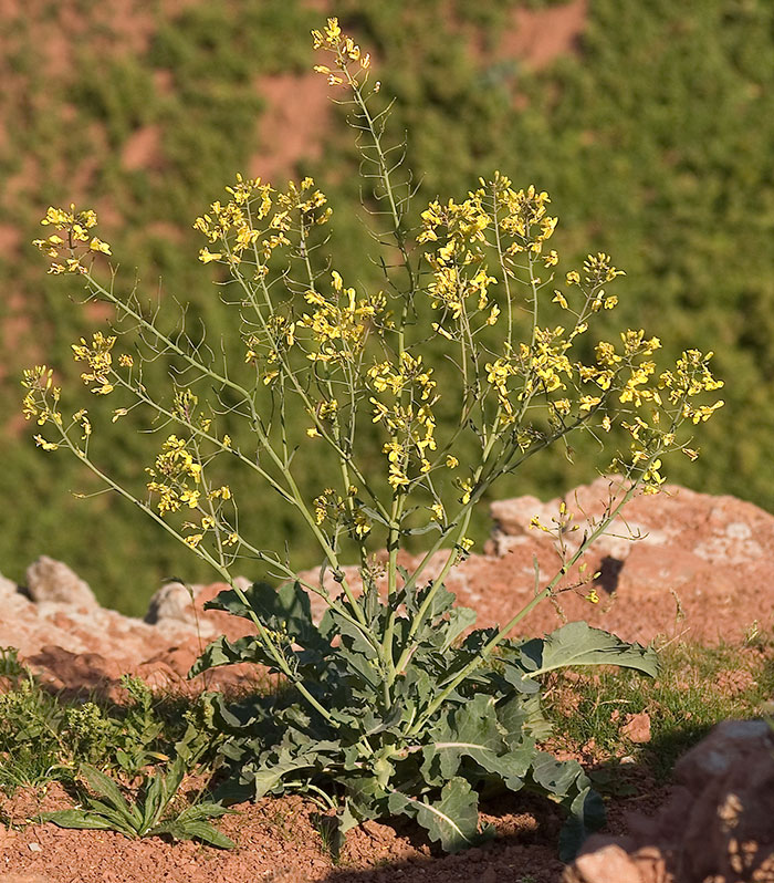 Here Are 8 Pictures Of Fruit And Vegetables Before They Were Domesticated By Humans And After Here Are 8 Pictures Of Fruit And Vegetables Before They Were Domesticated By Humans And After