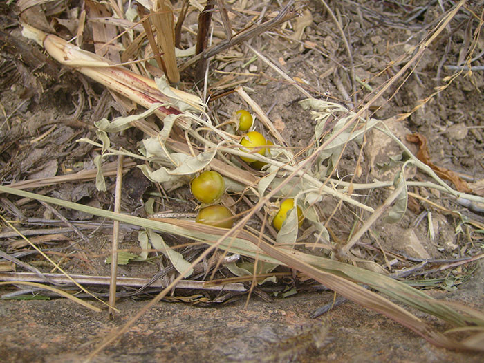 Here Are 8 Pictures Of Fruit And Vegetables Before They Were Domesticated By Humans And After Here Are 8 Pictures Of Fruit And Vegetables Before They Were Domesticated By Humans And After
