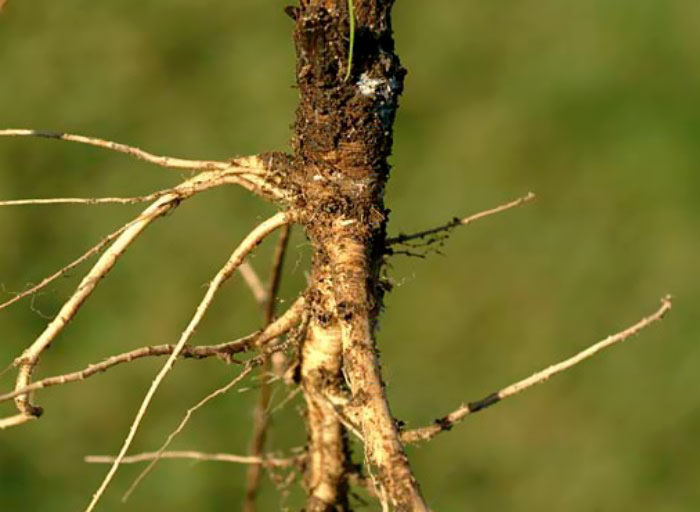 Here Are 8 Pictures Of Fruit And Vegetables Before They Were Domesticated By Humans And After