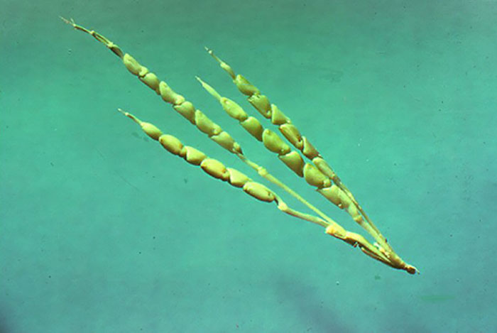 Here Are 8 Pictures Of Fruit And Vegetables Before They Were Domesticated By Humans And After