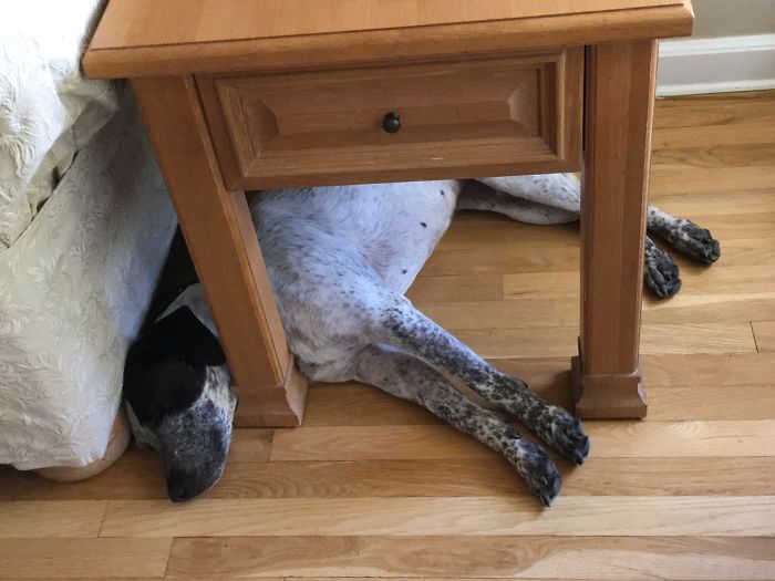 This Is Milkshake. We Just Adopted Her. She’s An Idiot. We Love Her