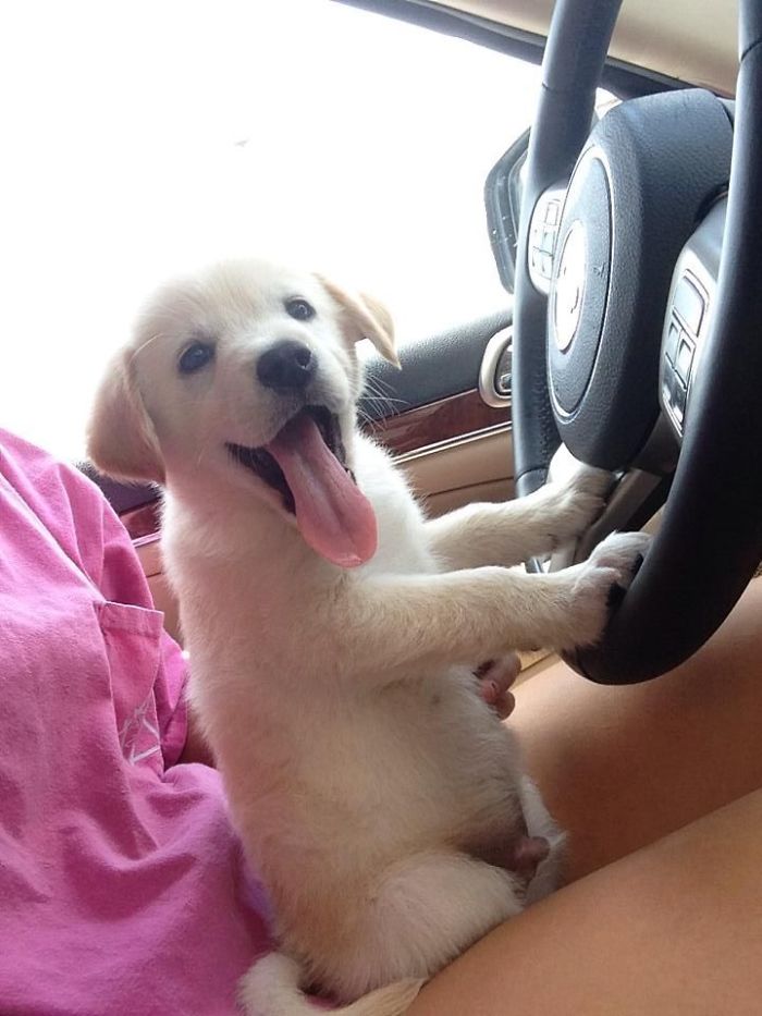 I Was Just Adopted. Don't Scroll Without Saying Hello To Me