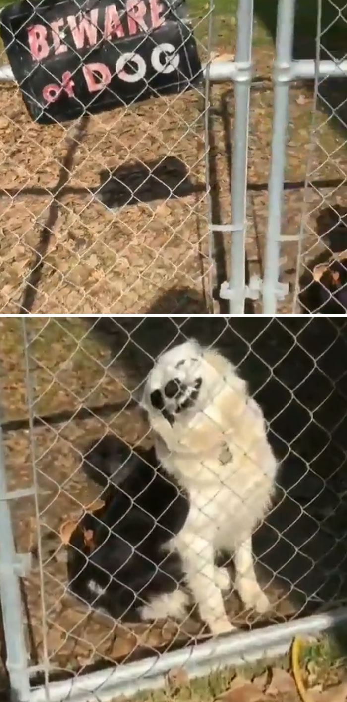 Beware Of Dog, He Is Absolutely Terrifying