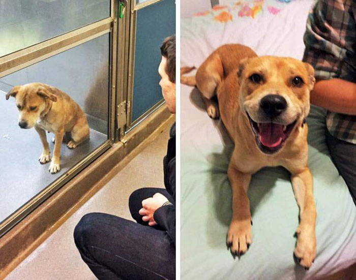 Before And After Adoption