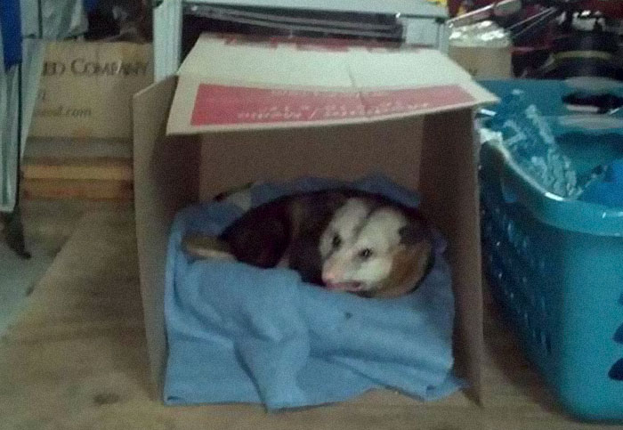 Woman Lets An Elderly Possum Stay In Her Garage, Her Nephew Posts Pic Online And It Goes Viral