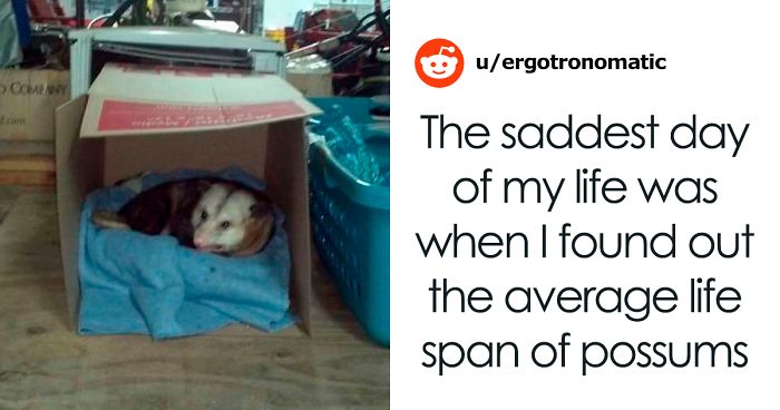 Woman Lets An Elderly Possum Stay In Her Garage, Her Nephew Posts Pic Online And It Goes ViralWoman Lets An Elderly Possum Stay In Her Garage, Her Nephew Posts Pic Online And It Goes Viral