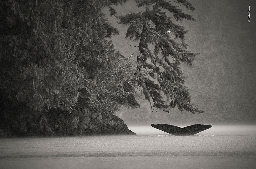 "Teamwork", Jake Davis, USA