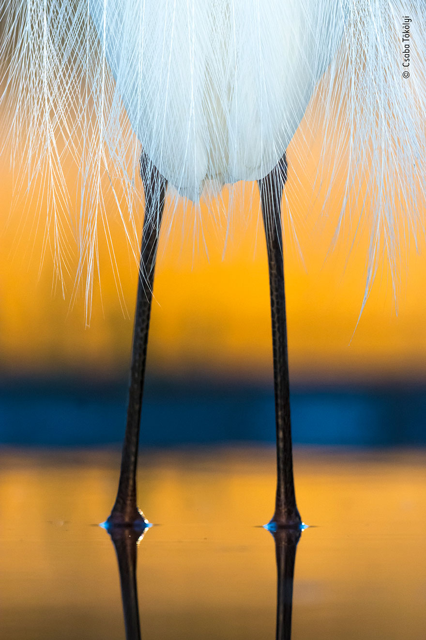 "Dressed For Dawn", Csaba Tökölyi, Hungary