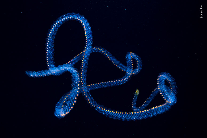 "Ocean´s Signature", Angel Fitor, Spain