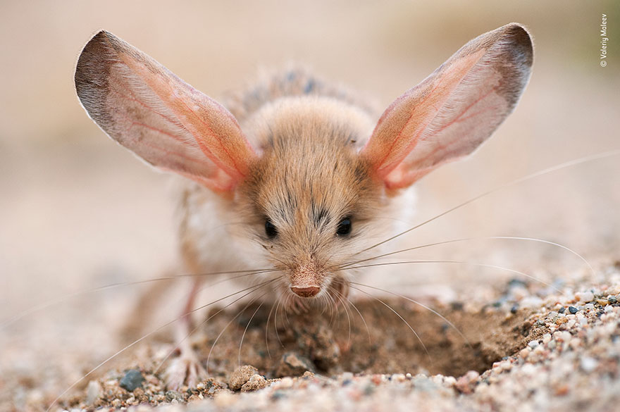 "Big Ears", Valeriy Maleev, Russia