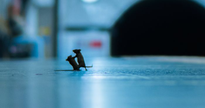 Here Are 25 Wildlife Photography Award Finalists And The Photos Are Amazing