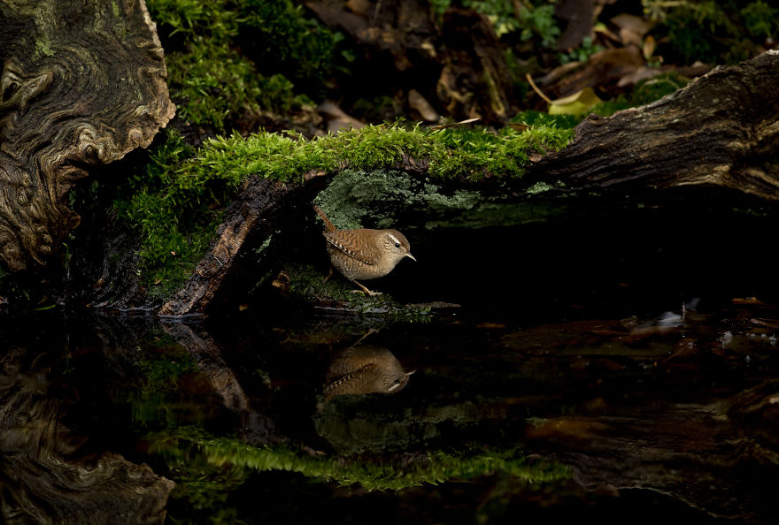 I Spent 35 Days Trying To Capture The Captivating Kingfisher (27 Pics) I Spent 35 Days Trying To Capture The Captivating Kingfisher (27 Pics)