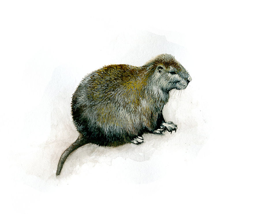 One Of My Realistic Painted Animals For Brno Zoo In The Czech Republic