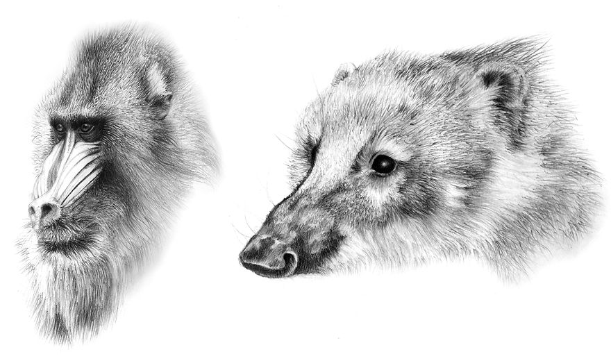 One Of My Realistic Painted Animals For Brno Zoo In The Czech Republic