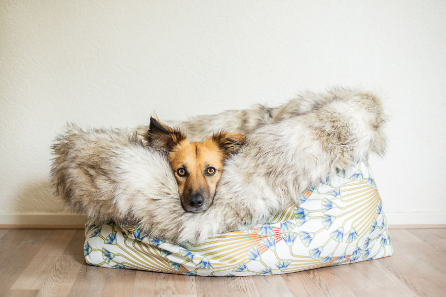 I Designed A 'Fortress' For My Dog Adopted From A Kill Shelter That Helps Dealing With Her Anxiety I Designed A 'Fortress' For My Dog Adopted From A Kill Shelter That Helps Dealing With Her Anxiety