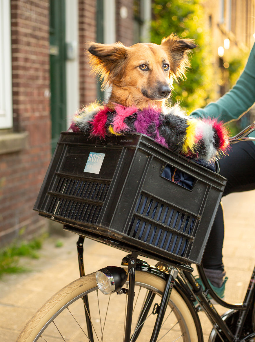 I Designed A 'Fortress' For My Dog Adopted From A Kill Shelter That Helps Dealing With Her Anxiety I Designed A 'Fortress' For My Dog Adopted From A Kill Shelter That Helps Dealing With Her Anxiety