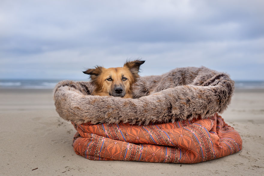 I Designed A 'Fortress' For My Dog Adopted From A Kill Shelter That Helps Dealing With Her Anxiety I Designed A 'Fortress' For My Dog Adopted From A Kill Shelter That Helps Dealing With Her Anxiety