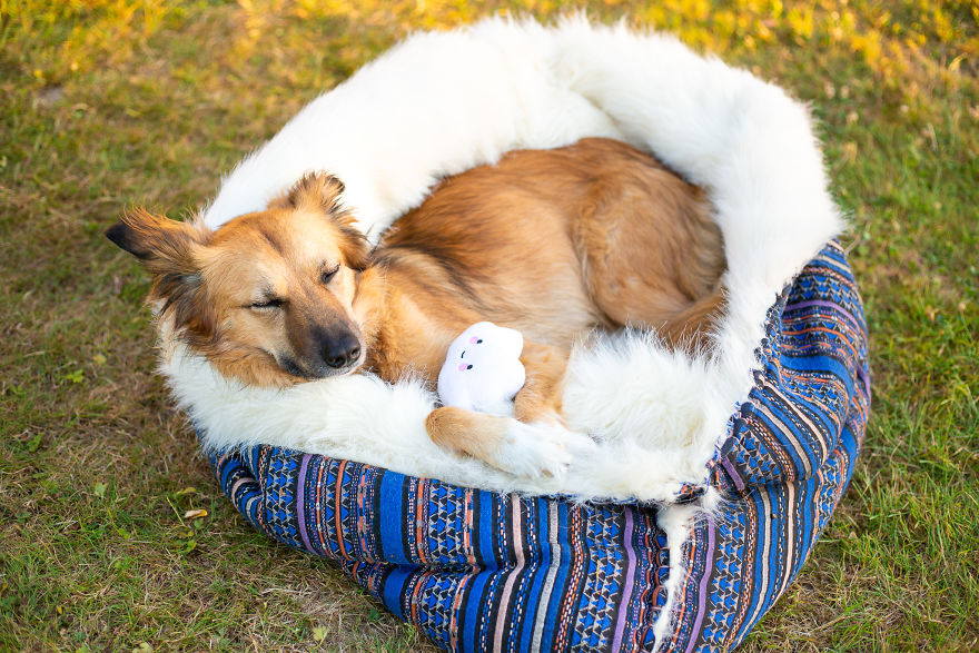 I Designed A 'Fortress' For My Dog Adopted From A Kill Shelter That Helps Dealing With Her Anxiety