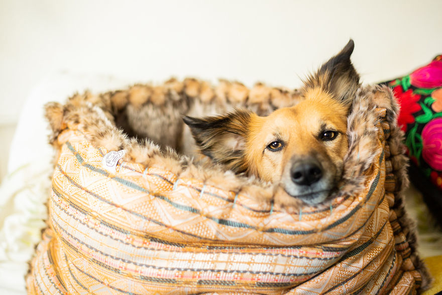 I Designed A 'Fortress' For My Dog Adopted From A Kill Shelter That Helps Dealing With Her Anxiety