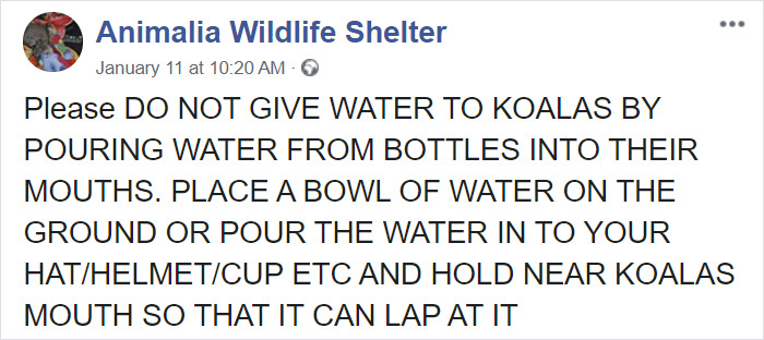 After One Koala Dies Due To Being Given Water Improperly, Vets Explain How To Do It Right After One Koala Dies Due To Being Given Water Improperly, Vets Explain How To Do It Right