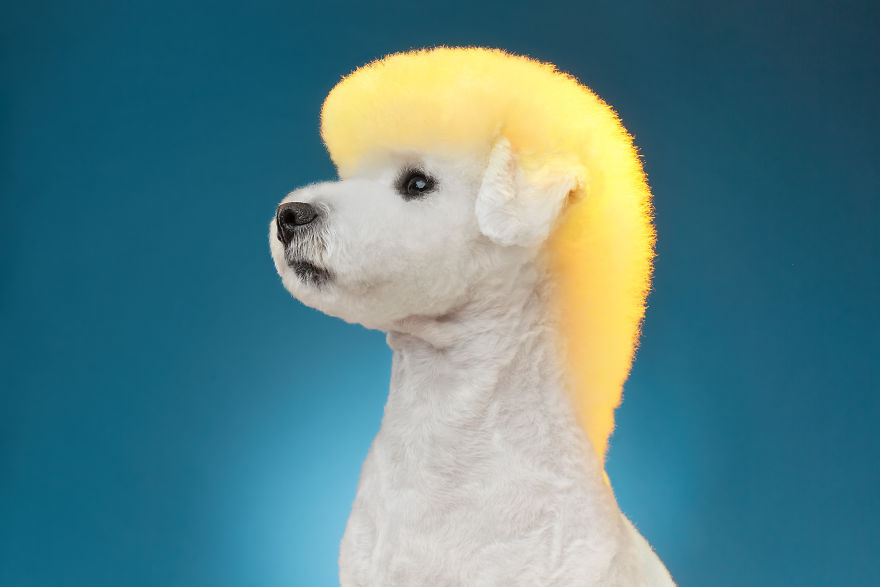 We Prove That Every Dog Can Be A Perfect Model With A Collection Of Artistic And Contemporary-Look Dog Portraits