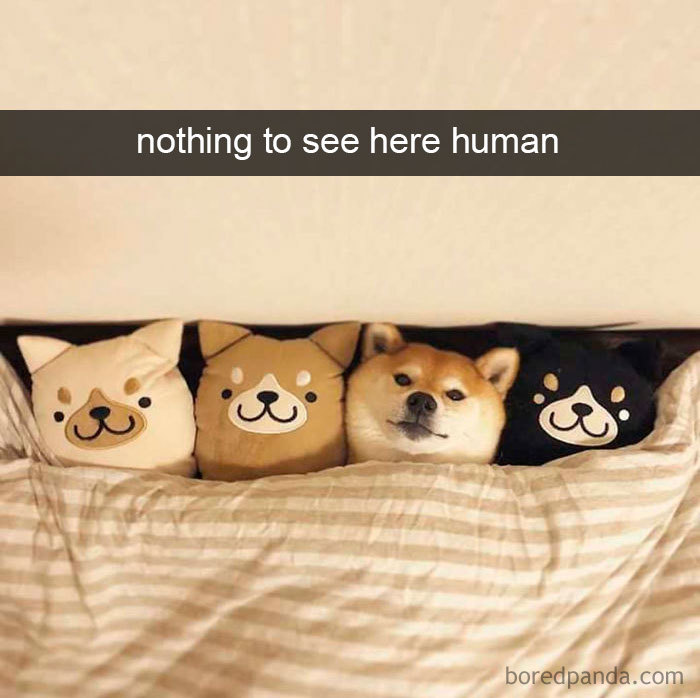 Funny-Hilarious-Dog-Snapchats