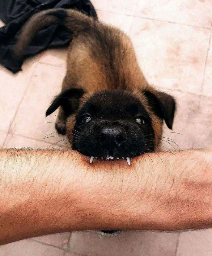 Funny-Dog-Teeth-Toofers