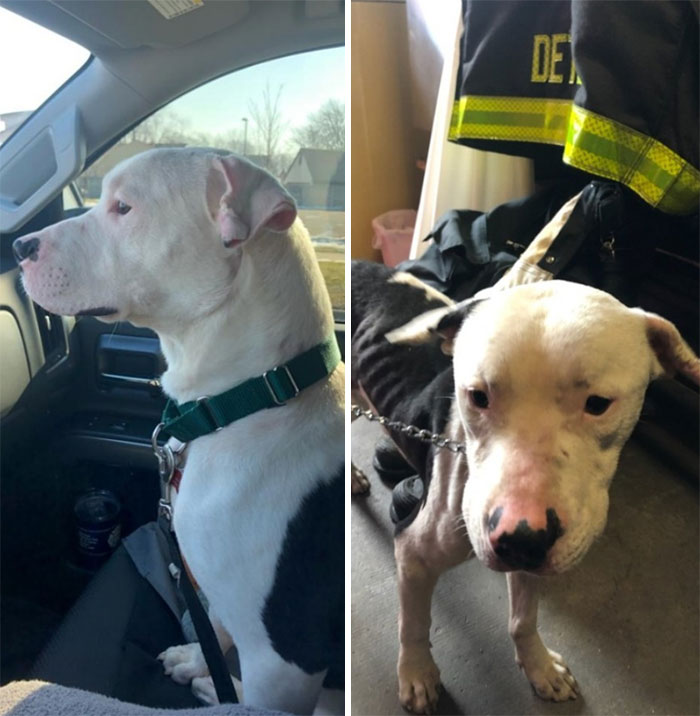 Jefferson On His Way To His New Home With New Mom. (Freinds Good Boi)