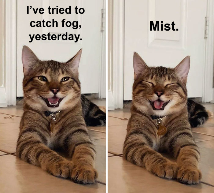 Cat-Meme-Joke