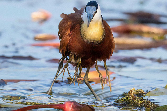 Protective Father Birds Hides His Chicks From Danger In Adorable Photos Protective Father Birds Hides His Chicks From Danger In Adorable Photos