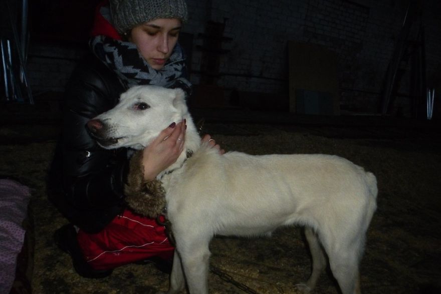 Husband Took His Ex-Wife's Dog And Abandoned Him 2000 Km Away, Now She's Traveling To Adopt Him