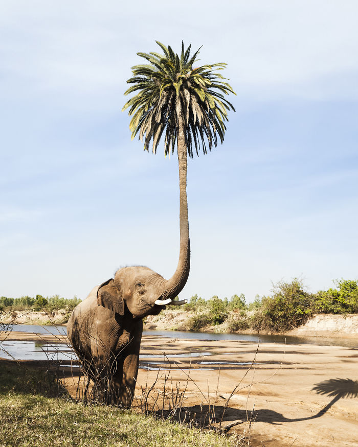 Palm-Treelephant