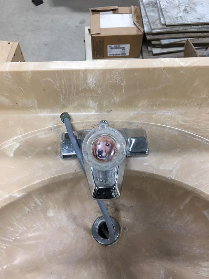 Found The Goodest Boy Encased In A Faucet At The Habitat Restore In Brainerd