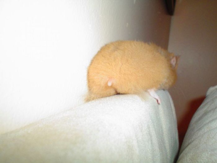 Cute-Hamster-Butts