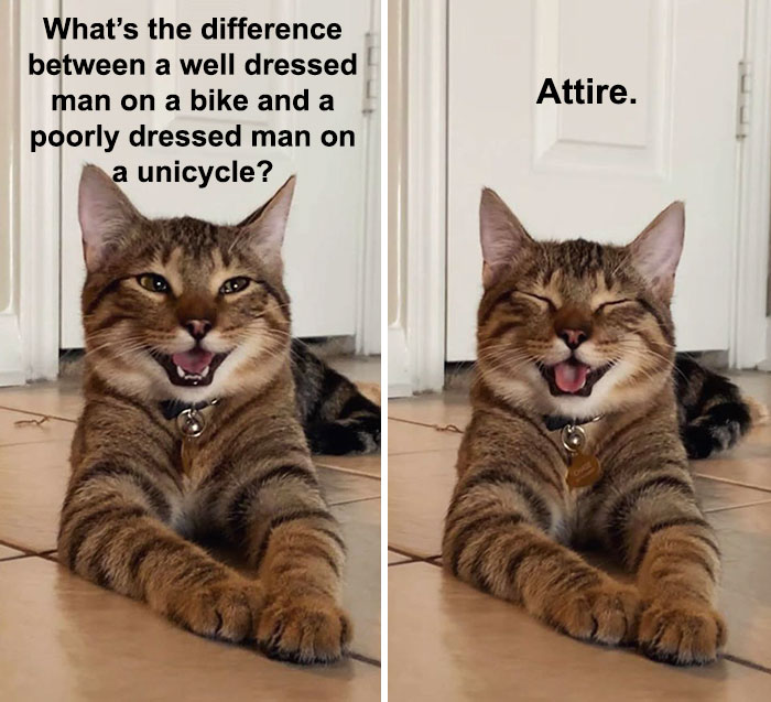 Cat-Meme-Joke