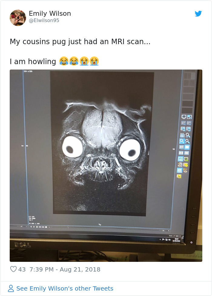 Someone Shows What A Pug's MRI Scan Looks Like And It's Pretty Terrifying