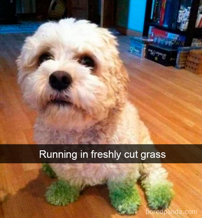 Funny-Hilarious-Dog-Snapchats
