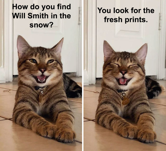 Cat-Meme-Joke